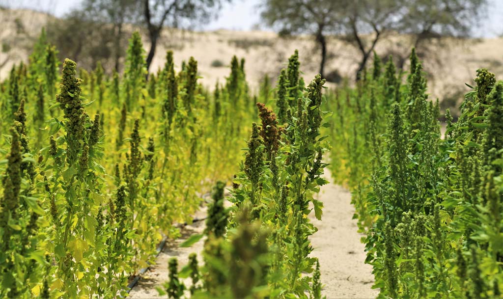 Climate-resilient crops like quinoa hold great potential for food security and nutrition in marginal environments. (Photo: ICBA)