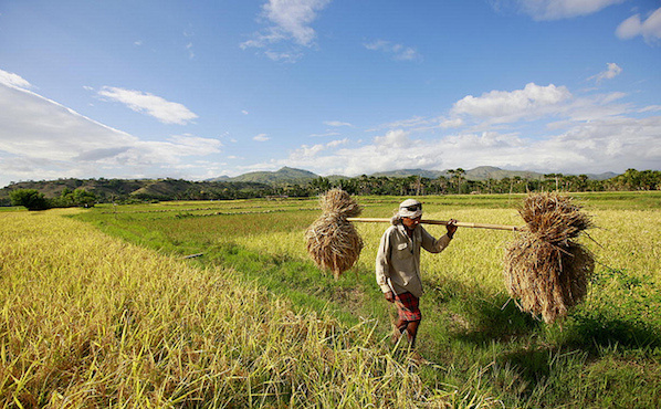 farmer timor leste